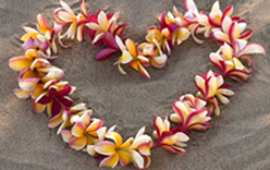 hawaii fitness, fitness, hawaii, hula táncóra, hawaii hula táncóra, táncóra